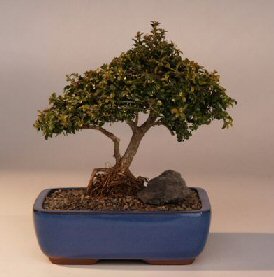 Japanese Kingsville Boxwood  Bonsai Tree<br>Twin Trunk with Raised Roots<br><i>(buxus microphylla 'compacta')</i>