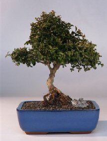 Japanese Kingsville Boxwood  Bonsai Tree<br>Twin Trunk with Raised Roots<br><i>(buxus microphylla 'compacta')</i>