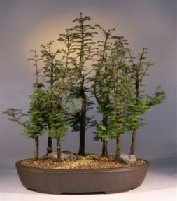 Dawn Redwood Bonsai Tree<br><i>(metasequoia glyptostroboides)</i>