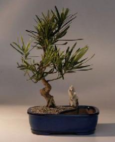 Podocarpus Bonsai Tree In Land/Water Container<br><i>(podocarpus macrophyllus)</i>