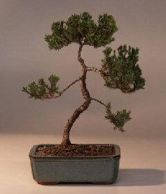 Juniper Bonsai Tree - Trained<br><i>(juniper procumbens nana)</i>