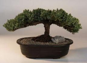 Juniper Bonsai Tree - Trained<br><i>(juniper procumbens nana)</i>