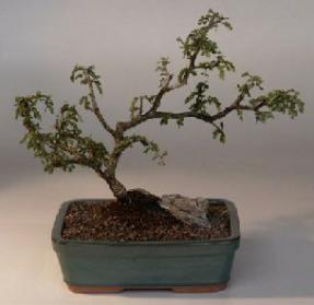 Texas Ebony Bonsai Tree<br><i>(pithecolobium flexicaule)</i>