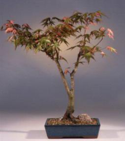 Japanese Maple Variegated Bonsai Tree<br><i>(acer palmatum 'variegata')</i>
