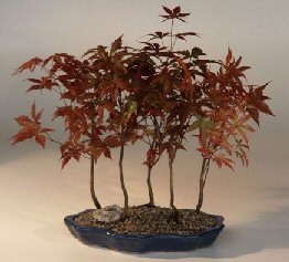 Japanese Red Maple Bonsai Tree<br>(acer palmatum 'atropurpurea')