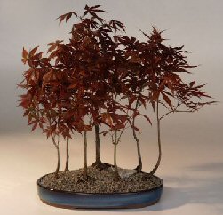 Japanese Red Maple Bonsai Tree<br>(acer palmatum 'atropurpurea')