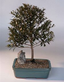 Brush Cherry Bonsai Tree<br><i>(eugenia myrtifolia)</i>1