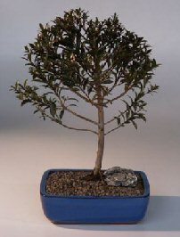 Brush Cherry Bonsai Tree<br><i>(eugenia myrtifolia)</i>