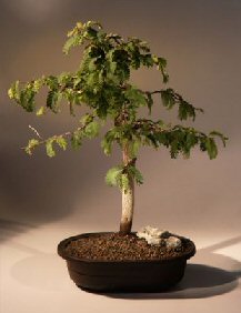 Tamarind Bonsai Tree<br><i>(tamarindus indica)</i>