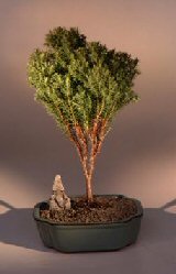 Japanese Cedar Bonsai Tree<br><i>(cryptomeria japonica 'globosa nana')</i>