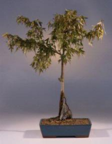 Trident Maple Bonsai Tree<br><i>(acer buergeianum mino yatsubusa)</i>