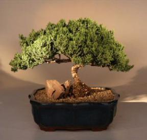 Juniper Bonsai Tree<br><i>(juniper procumbens nana)</i>