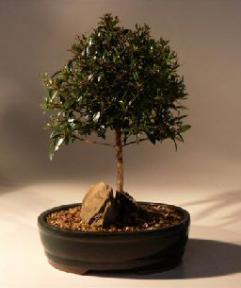 Brush Cherry Bonsai Tree<br><i>(eugenia myrtifolia)</i>1