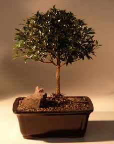 Brush Cherry Bonsai Tree<br><i>(eugenia myrtifolia)</i>