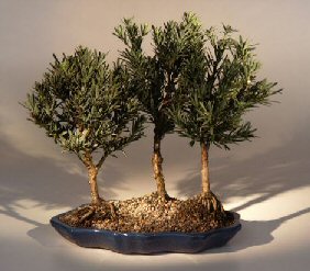 Podocarpus Bonsai Tree<br>Three Tree Forest Group<b><i>(podocarpus macrophyllus)</i>