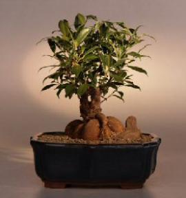 Ginseng Ficus Bonsai Tree<br><i>(ficus retusa)</i>