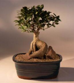 Ginseng Ficus Bonsai Tree<br><i>(ficus retusa)</i>