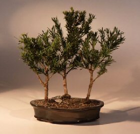 Podocarpus Bonsai Tree<br>Three Tree Forest Group<b><i>(podocarpus macrophyllus)</i>