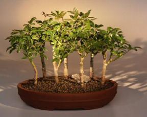 Hawaiian Umbrella Bonsai Tree - 7 Tree Forest Group<br><i>(arboricola schefflera)</i>