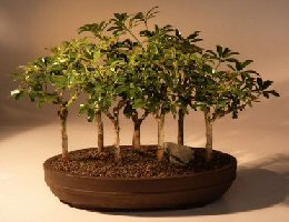 Hawaiian Umbrella Bonsai Tree - 7 Tree Forest Group<br><i>(arboricola schefflera)</i>