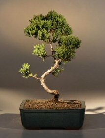 Juniper Bonsai Tree - Trained<br><i>(juniper procumbens nana)</i>