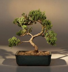 Juniper Bonsai Tree - Trained<br><i>(juniper procumbens nana)</i>