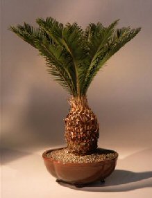 Sago Palm Bonsai Tree<br><i>(cycas revoluta)</i>