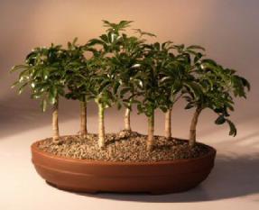 Hawaiian Umbrella Bonsai Tree - 7 Tree Forest Group<br><i>(arboricola schefflera)</i>