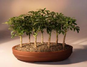 Hawaiian Umbrella Bonsai Tree - 7 Tree Forest Group<br><i>(arboricola schefflera)</i>