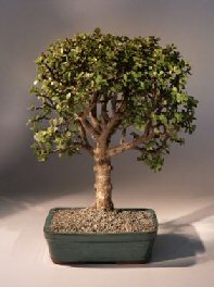 Baby Jade  Bonsai Tree<br><i>(Portulacaria Afra)</i>