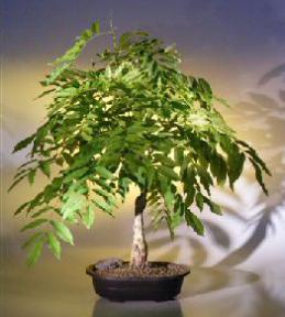 Japanese Wisteria Bonsai Tree<br><i>(wisteria floribunda)</i>