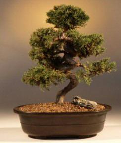 Shimpaku Bonsai Tree<br><i>(shimpaku 'hitoigawa')</i>