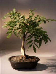 Japanese Wisteria Bonsai Tree<br><i>(wisteria floribunda)</i>