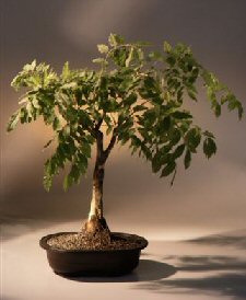 Japanese Wisteria Bonsai Tree<br><i>(wisteria floribunda)</i>