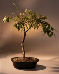 Japanese Wisteria Bonsai Tree<br><i>(wisteria floribunda)</i>