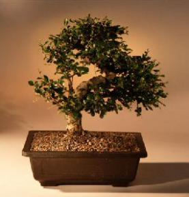 Fukien Tea  Bonsai Tree <br><i>(ehretia microphylla)</i>