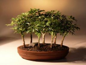 Hawaiian Umbrella Bonsai Tree - 7 Tree Forest Group<br><i>(arboricola schefflera)</i>