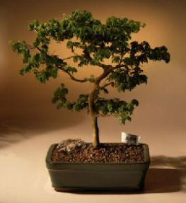 Brazilian Raintree Bonsai Tree <br><i>(pithecellobium tortum)</i>