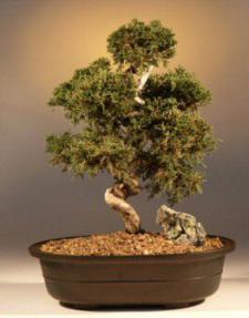 Shimpaku Bonsai Tree<br><i>(shimpaku 'hitoigawa')</i>