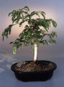 Tamarind  Bonsai Tree<br><i>(tamarindus indica)</i>