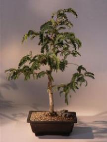 Tamarind Bonsai Tree<br><i>(tamarindus indica)</i>
