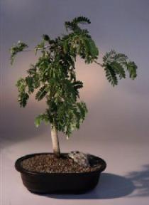 Tamarind  Bonsai Tree<br><i>(tamarindus indica)</i>