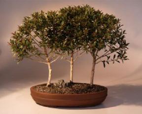 Brush Cherry Bonsai Tree<br><i>(eugenia myrtifolia)</i>