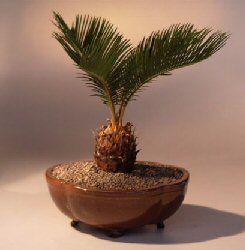 Sago Palm Bonsai Tree<br><i>(cycas revoluta)</i>