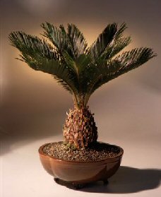 Sago Palm Bonsai Tree<br><i>(cycas revoluta)</i>