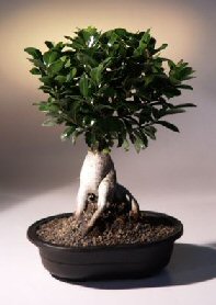 Ginseng Ficus Bonsai Tree<br><i>(ficus retusa)</i>