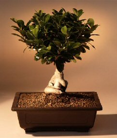 Ginseng Ficus Bonsai Tree<br><i>(ficus retusa)</i>