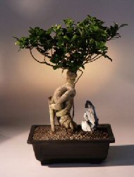 Ginseng Ficus Bonsai Tree<br><i>(ficus retusa)</i>