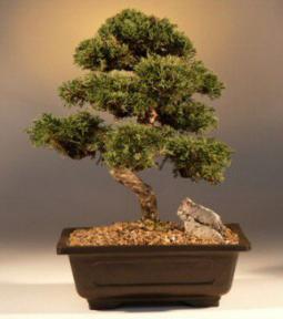 Shimpaku Bonsai Tree<br><i>(shimpaku 'hitoigawa')</i>