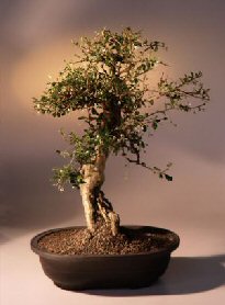 Fukien Tea Bonsai Tree<br><i>(ehretia microphylla)</i>